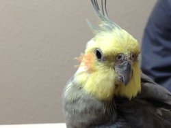 Cockatiel
