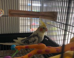 Cockatiel