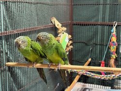 Conure
