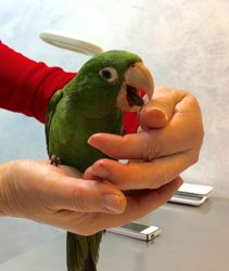 Conures of Telegraph Hill