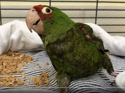 Conures of Telegraph Hill