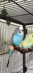 Parakeet