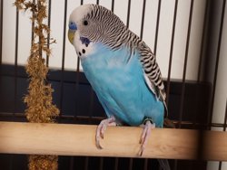 Parakeet