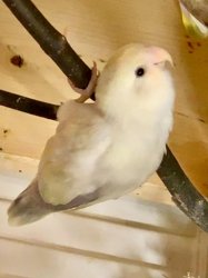 Lovebird