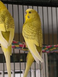 Parakeet