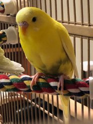 Parakeet