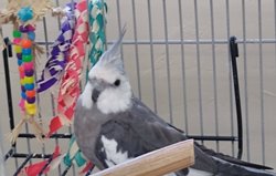 Cockatiel