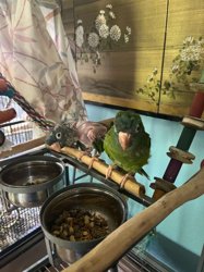 Conure