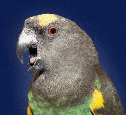 Poicephalus