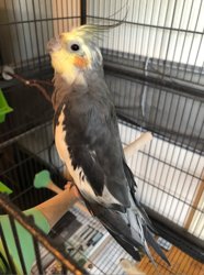 Cockatiel