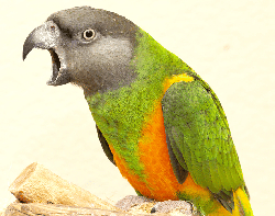 Poicephalus