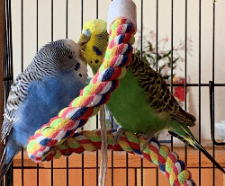 Parakeet