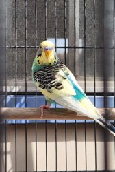 Parakeet