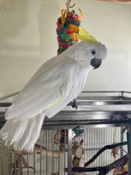 Cockatoo