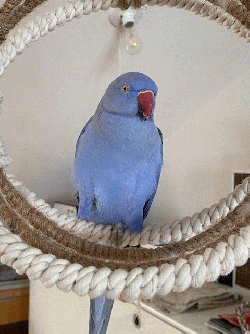 Ringneck