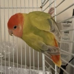 Lovebird