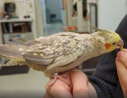 Cockatiel