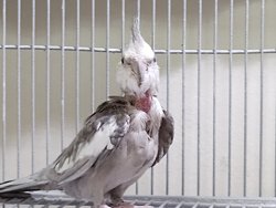Cockatiel