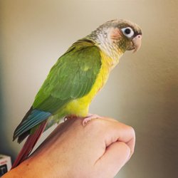 Conure
