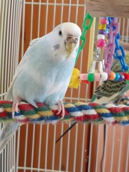 Parakeet