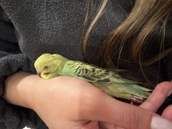 Parakeet