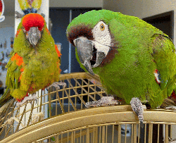Macaw