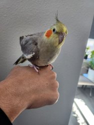 Cockatiel
