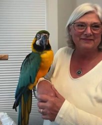 Macaw