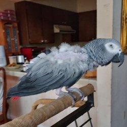 African Grey