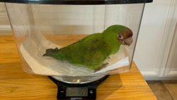 Conures of Telegraph Hill
