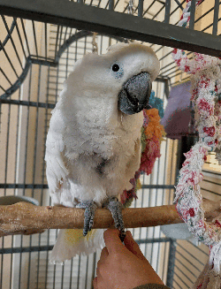 Cockatoo