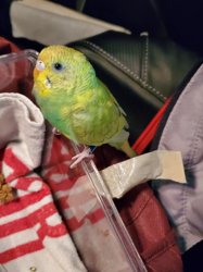 Parakeet