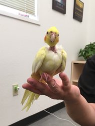 Cockatiel
