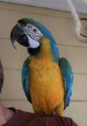 Macaw