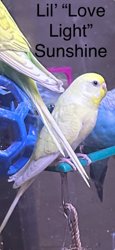 Parakeet