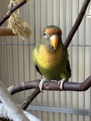 Lovebird