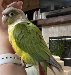 Conure