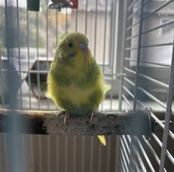 Parakeet