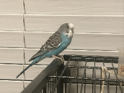 Parakeet