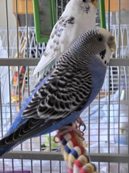 Parakeet