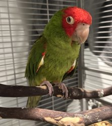 Conure
