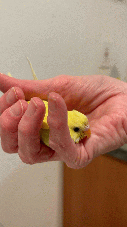 Parakeet