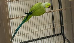 Ringneck