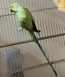 Ringneck