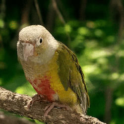 Conure