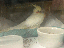 Cockatiel