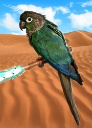 Conure