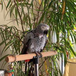 African Grey