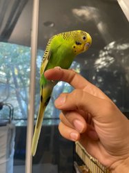 Parakeet