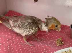 Cockatiel